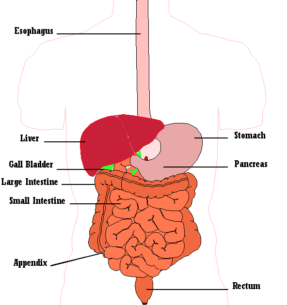Mrs. Allison's Class: Digestive, Integumentary, and Excretory System