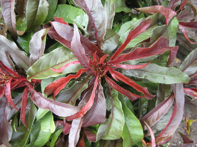 Sunset Dwarf Red Leaf Nectarine