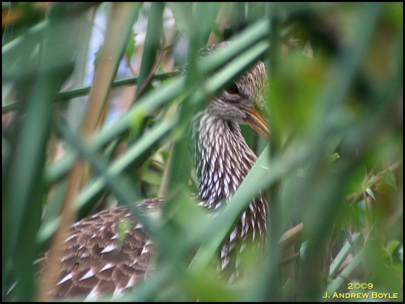 Limpkin