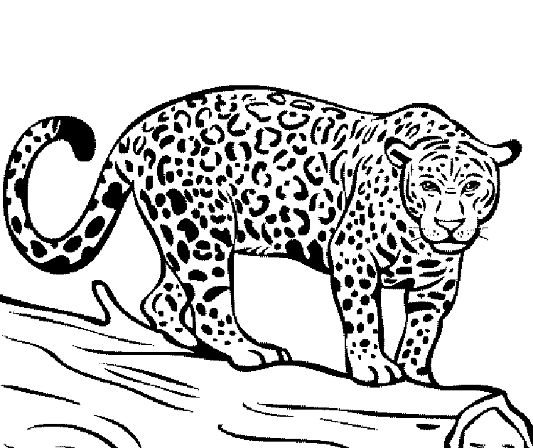 Jaguar Coloring Pages - Belinda Berube's Coloring Pages