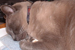 mojo sleeps2