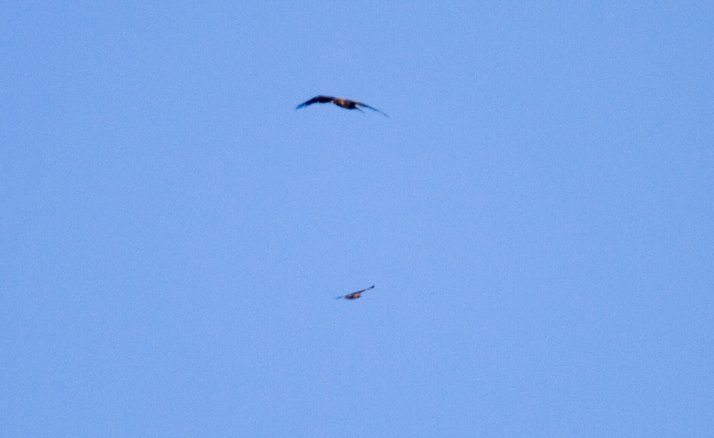 GoldenEagle vs RTH
