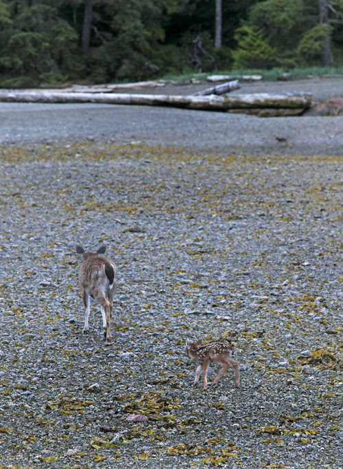 two fawns and mother on beach, Kasaan, Alaska