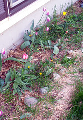 Tulips_51308mess