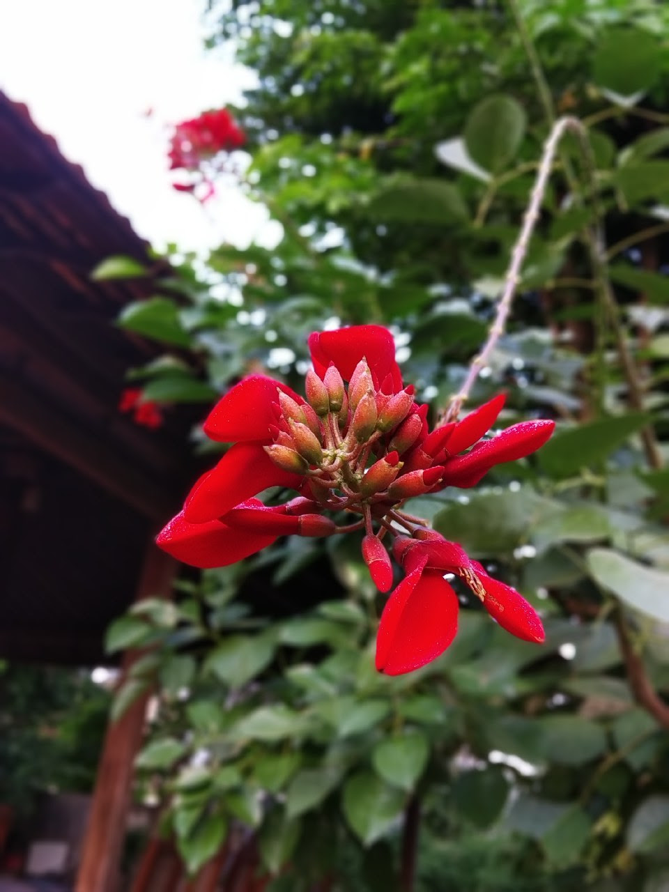 Paling Populer 21 Gambar Bunga  Merah  Cantik Gambar 