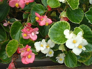 すべての美しい花の画像 最新9 月 11 日 誕生 花
