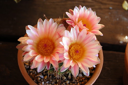 Notocactus roseoluteus