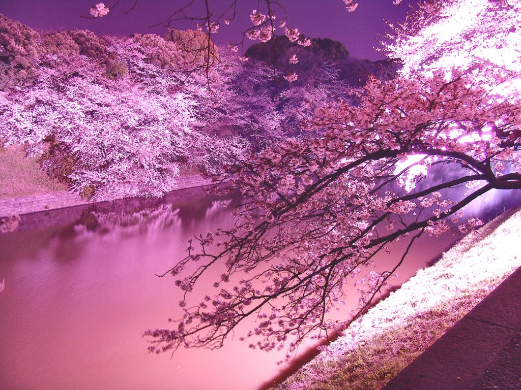 美しい花の画像 無料印刷可能風景 桜 イラスト 綺麗
