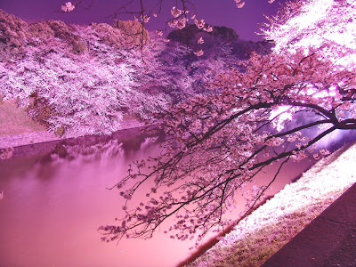 コレクション 壁紙 風景 桜 イラスト 綺麗 802306