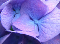 Dewy morning
