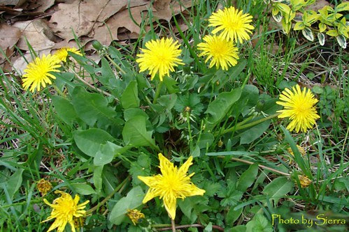 Star Flower