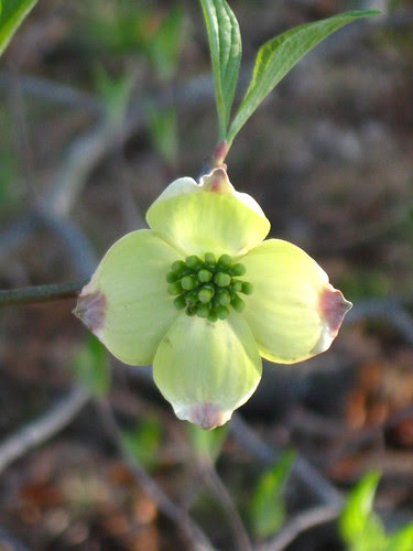 Dogwood