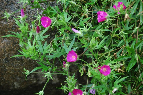 Callirhoe involucrata, Poppy Mallow