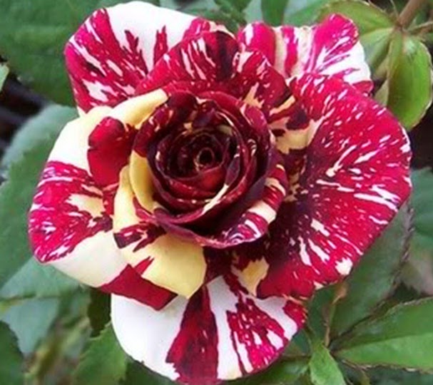 Terbaru 12+ Bunga Mawar Merah Disilangkan Dengan Bunga Mawar Putih