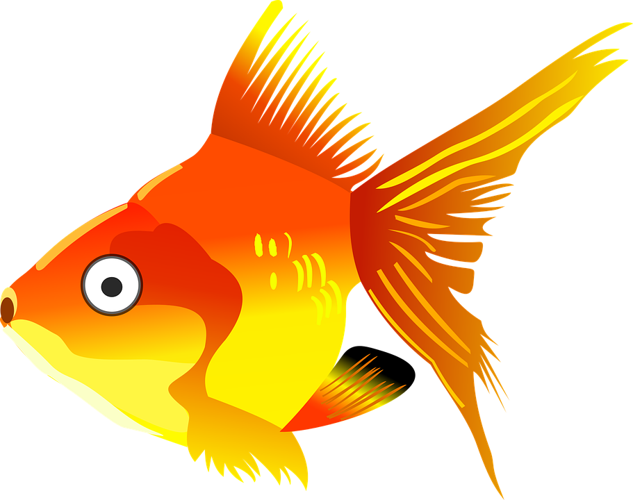Ikan Koi Kartun Png - Ginting Gambar