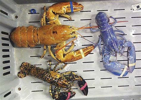 Blue lobster caught by Nova Scotia fisherman (photos Blue lobster caught by Nova Scotia fisherman (photos