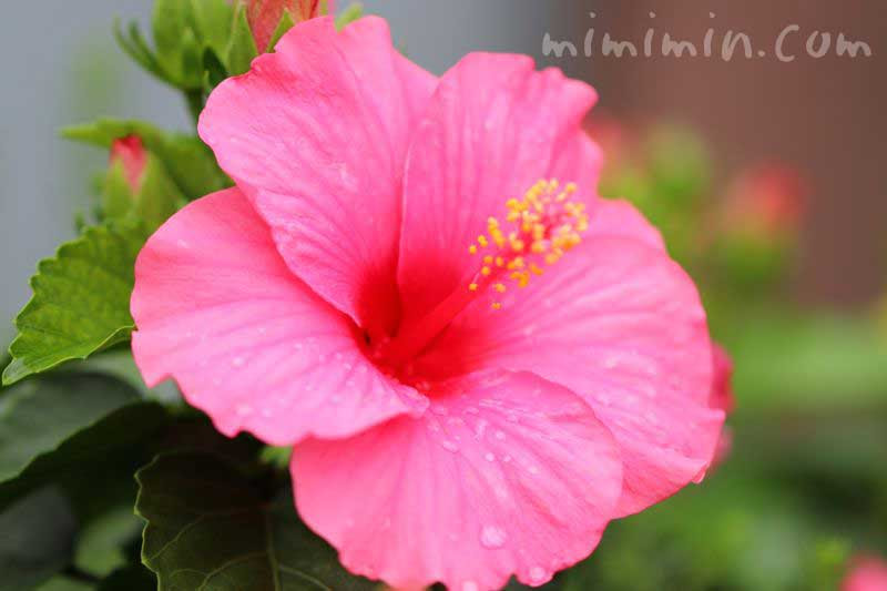 すべての美しい花の画像 Hd限定ハイビスカス 花 言葉 ピンク