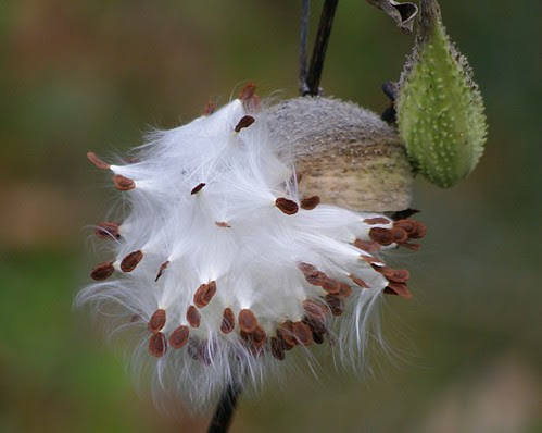 milkweed_1