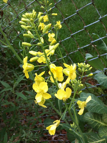 Collard greens flowers