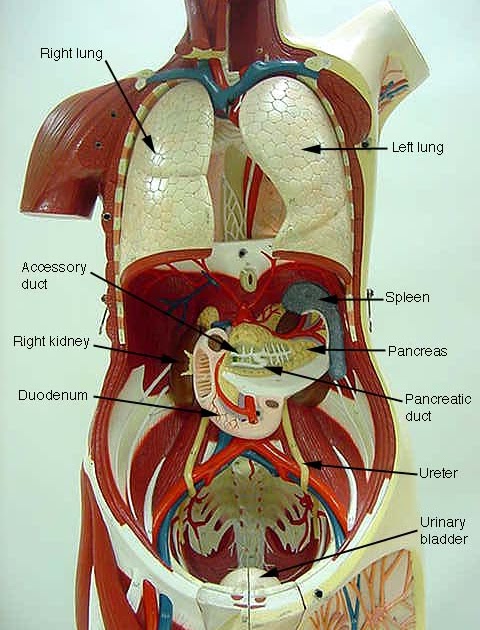 torso anatomy reference