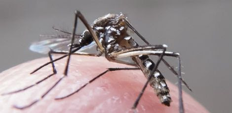 O mosquito Aedes aegypti transmite o vírus Zika e também a dengue e a febre chikungunya / Foto: Rafael Neddermeyer/ Fotos Públicas