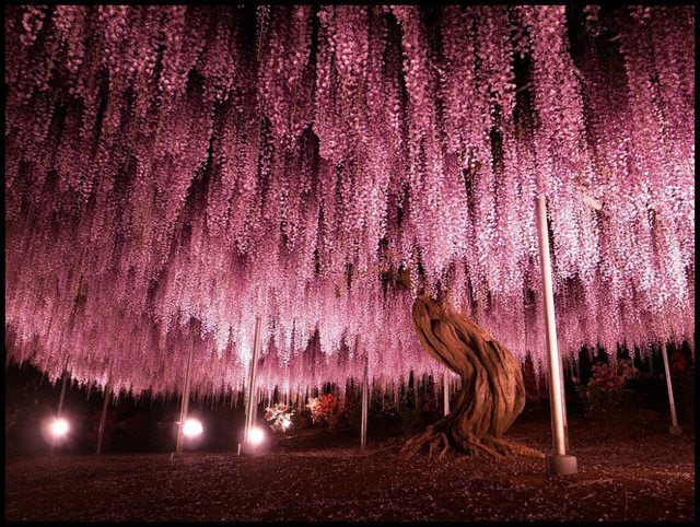 At 144 years, this Wisteria Tree is the oldest in Japan