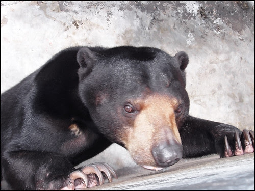 Bear and Bare Concrete