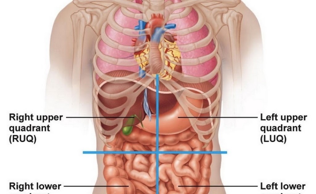 Abdominal Organ Anatomy Quadrants Picture Of Abdominal Quadrants