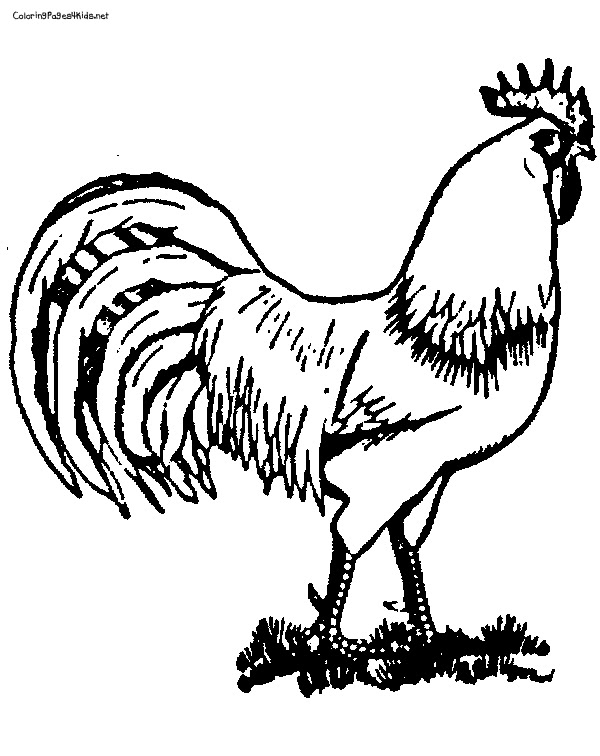 rooster coloring pages for adults printable coloring for