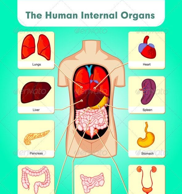 Lower Back Internal Organs Human Body Organs Diagram From The Back ...