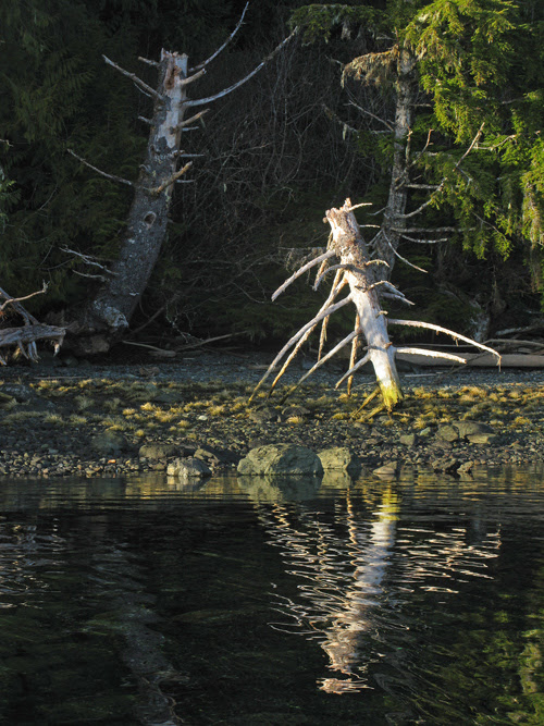 old tree top on a beach, Kasaan Bay, Alaska