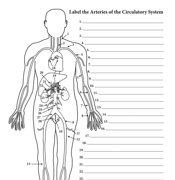 35 The Human Heart Anatomy And Circulation Worksheet ...