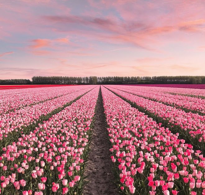 Menakjubkan 11 Gambar  Pemandangan Bunga  Tulip Gambar  