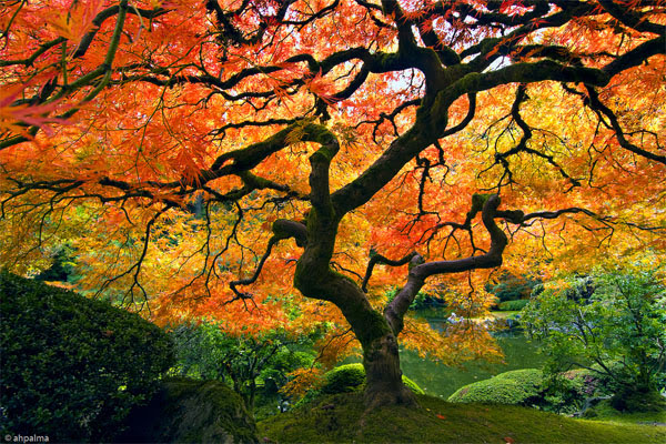 Favors blog: japanese tree