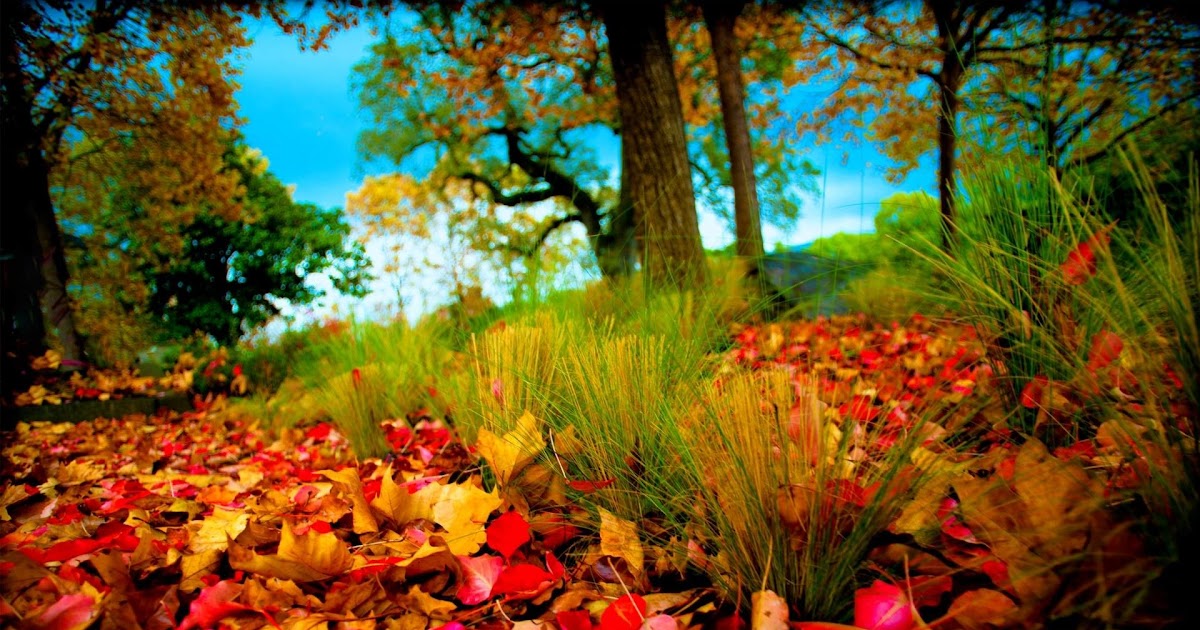 Wallpaper Hd 1080p Free Download For Android Mobile Nature - Images For