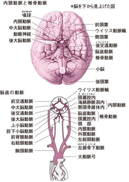 Ngagolak 簡単 脳 構造 イラスト