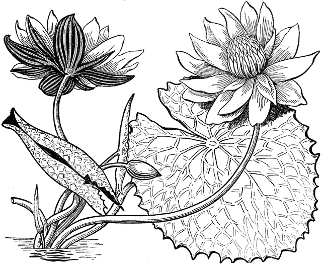 Line Art Bunga : Gambar Bunga Animasi Hitam Putih - Bunga liar akrab ...