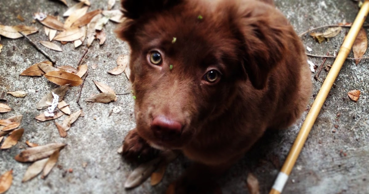 Australian Shepherd Yellow Lab Mix French Bulldog