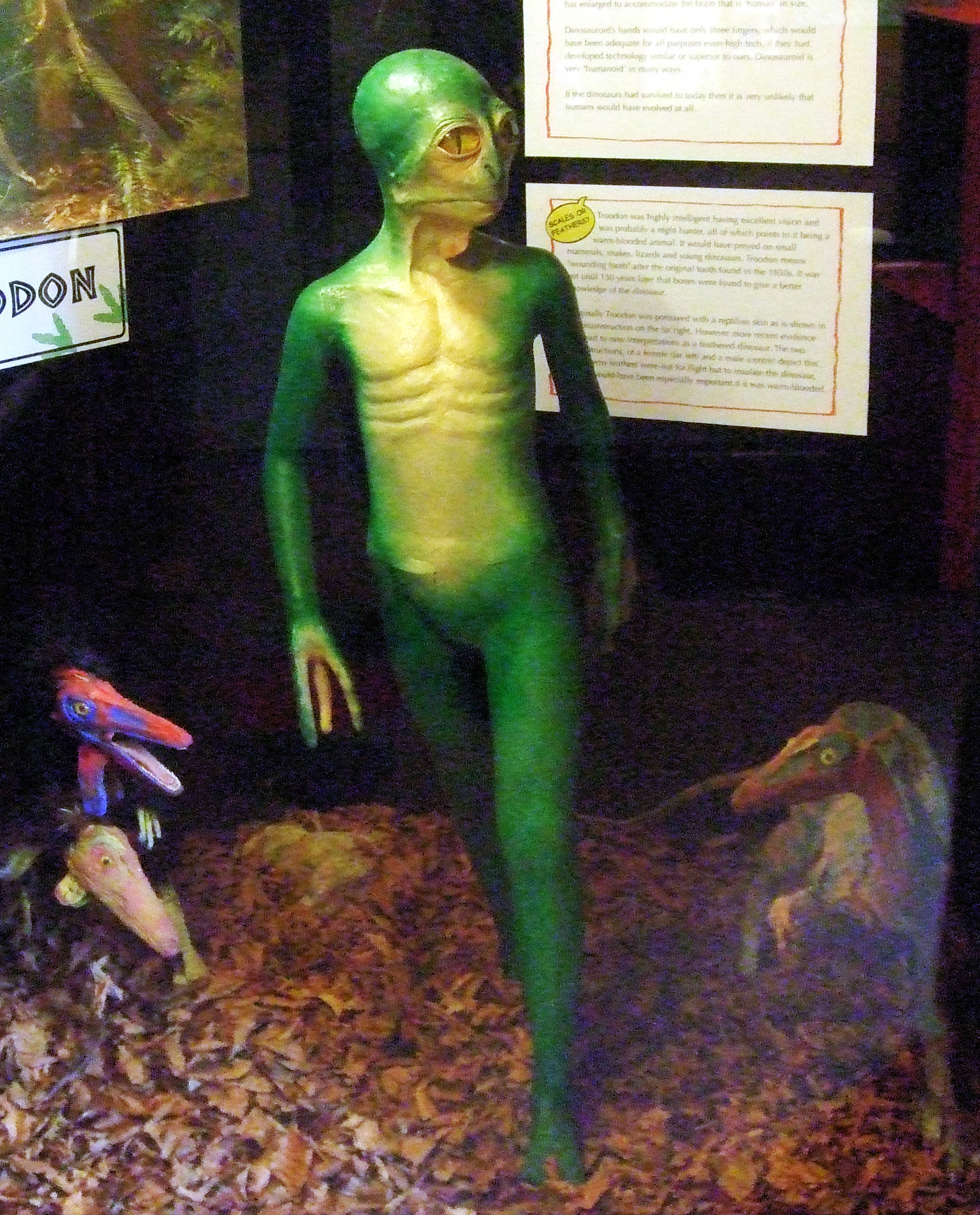 Recreación de la hipotética Evolución del Troodon Recreación de la hipotética Evolución del Troodon