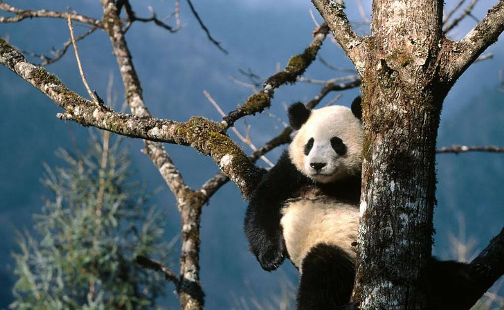 Gambar Panda Lucu Untuk Wallpaper Hp Renunganku