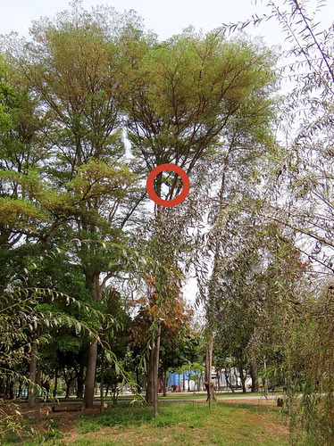 鳳頭蒼鷹/無限台南