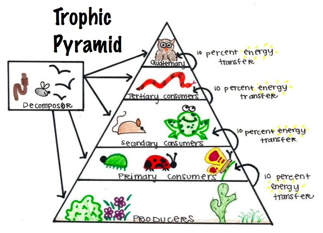 20 Unique Great Barrier Reef Food Web Diagram Biology Diagrams