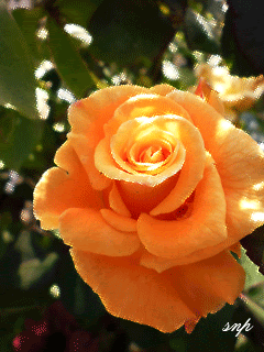 Желтая роза в переливах.