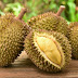 Harga Murah ! Durian Si Boneng Tanpa Biji dari Banyuwangi yang Jadi Buruan Wisatawan - Detikcom #jualbibitdurian #bibitdurian #durian #hargabibitdurian #jualdurian
