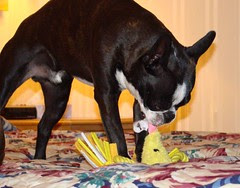 Bacon and the toy