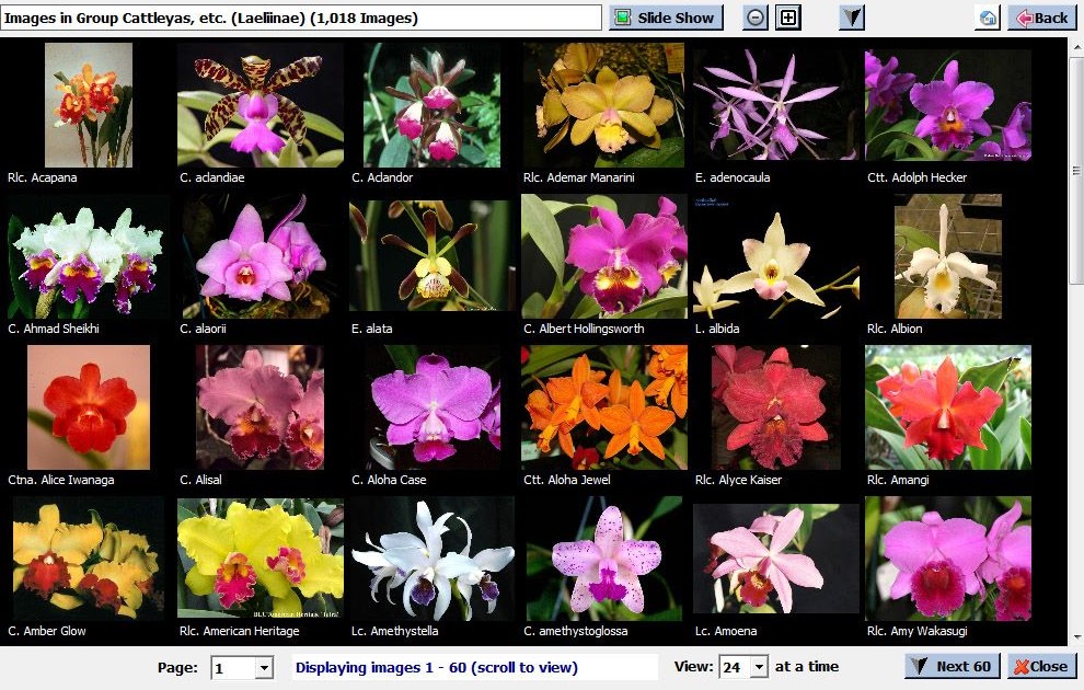 Orchid Identification Chart | Orchid Flowers
