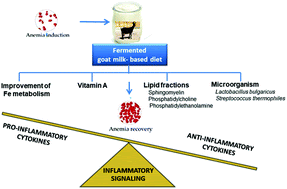 Graphical abstract: Fermented goat milk consumption improves iron status and evokes inflammatory signalling during anemia recovery