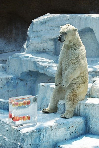動物画像のすべて トップ100 癒し の 画像 動物