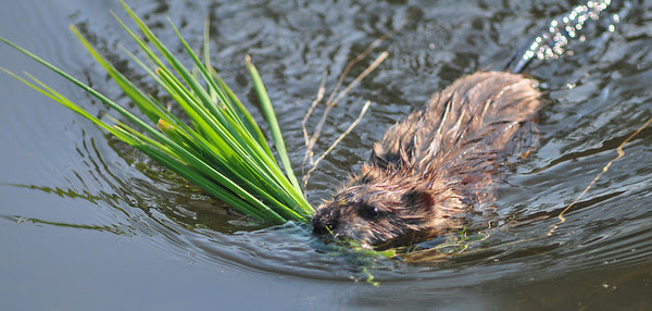 Muskrat Susie Muskrat Susie