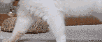 GIF | PETIT CHAT - Photos de chats !